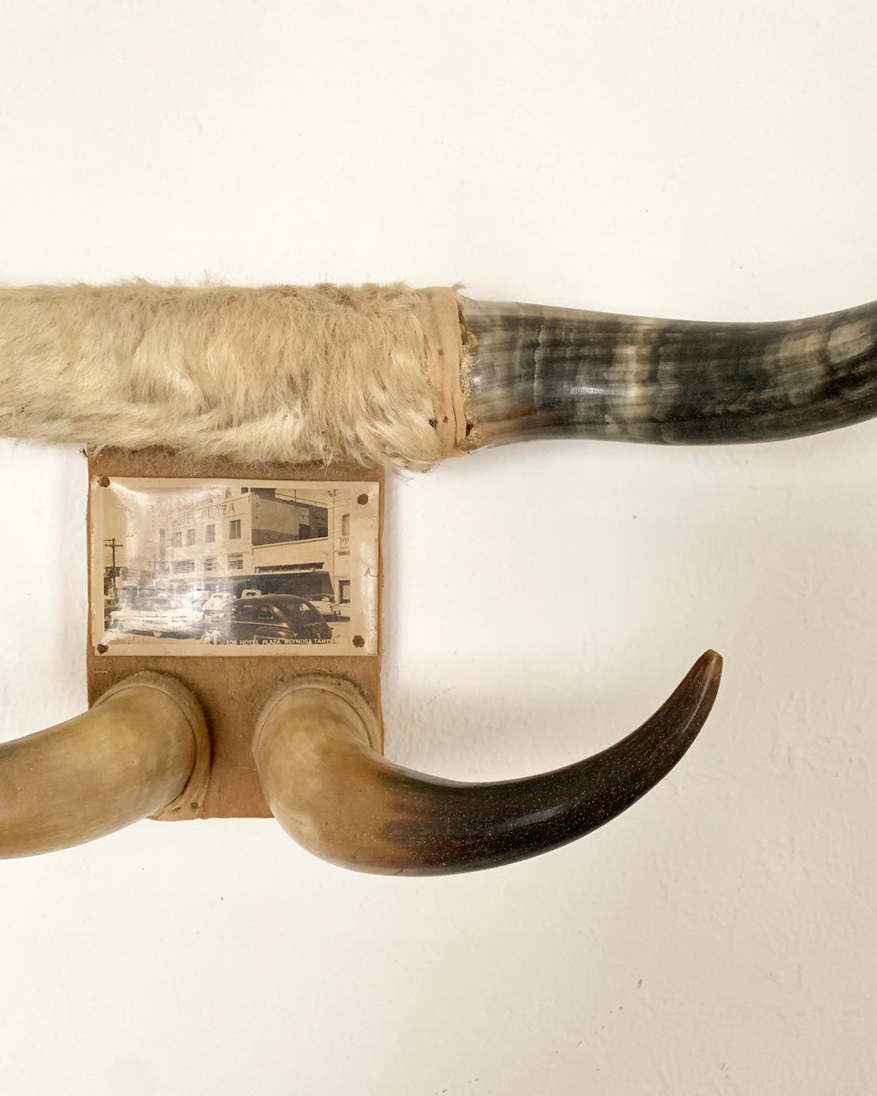 Vintage Bull Horns With Photo Home and Closet Vintage