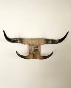 Vintage Bull Horns With Photo